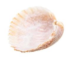 empty pink shell of cockle isolated on white photo