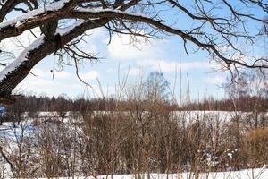 branches of old birch tree over ravine in winter photo
