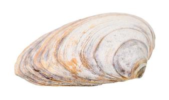 old shabby seashell of clam isolated on white photo