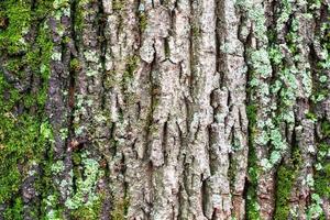 moss on rough bark on old trunk of maple tree photo