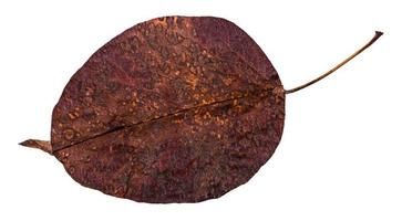 decayed dried leaf of pear tree isolated photo