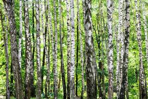 birch grove in green woods on sunny summer day photo