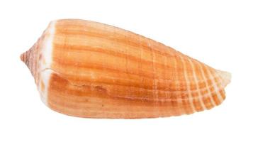 Concha de caracol cono aislado en blanco foto