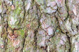 mossy bark on mature trunk of pine tree close up photo