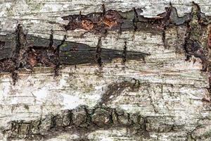 wet bark on old trunk of birch tree close up photo
