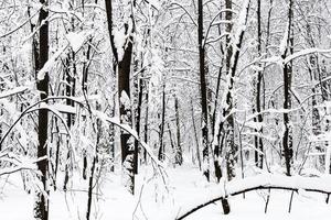 black tree trunks in snowy forest in overcast day photo