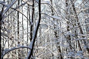 snow-covered branches and trunk in sunny day photo