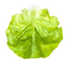 green leaf of boston round lettuce isolated photo