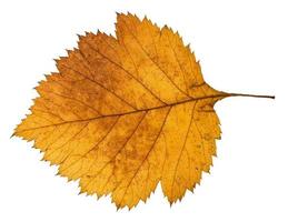 back side of yellow autumn leaf of hawthorn tree photo