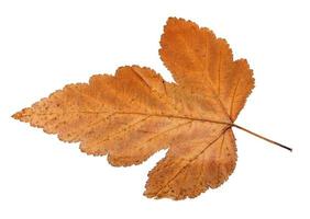 back side of autumn leaf of viburnum tree photo