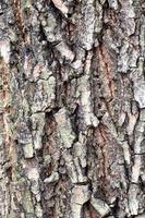 corteza rota en el viejo tronco del árbol de saúco foto