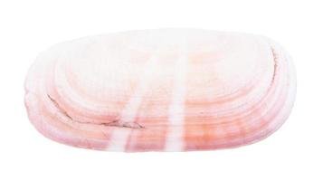 pink conch of clam isolated on white photo