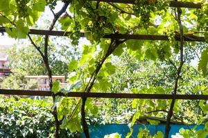 shady vineyard on backyard of country house photo