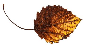 decayed dried leaf of aspen tree isolated photo