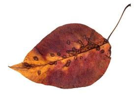 colorful rotten autumn leaf of apple tree isolated photo