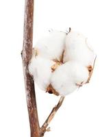 dried ripe boll of cotton plant on branch isolated photo