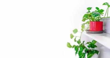 Green plants home decoration on white background photo