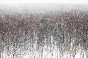 snowfall over trees in park in winter day photo