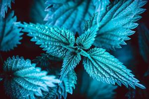 Green nettle plant botanical natural background photo