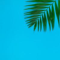 Tropical palm leaves on color paper background photo