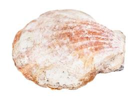 brown conch of scallop isolated on white photo