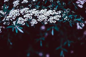 Dark Moody Floral backdrop of blooming spiraea photo