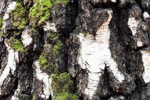 corteza cubierta de musgo y nudosa en el viejo tronco del árbol de abedul foto