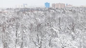 snowy park and residential district in winter photo
