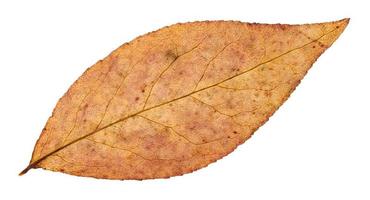 back side of autumn leaf of willow tree isolated photo