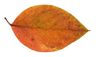 dried red and yellow leaf of apple tree isolated photo