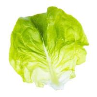 fresh single leaf of butterhead lettuce isolated photo