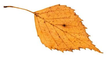 back side of old fallen leaf of birch tree photo