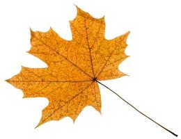 yellow autumn leaf of maple tree isolated photo