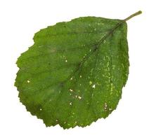 diseased green leaf of alder tree isolated photo