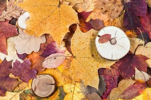 pied fallen autumn leaves and sawed woods photo