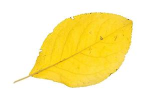 back side of fallen yellow leaf of plum tree photo