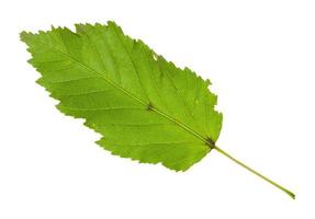 leaf of amur maple tatar maple tree isolated photo