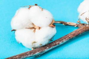 boll of cotton with cottonwool close up on blue photo