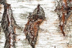 rough bark of trunk on birch tree close up photo