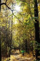 sun shines through tree branch over path in autumn photo