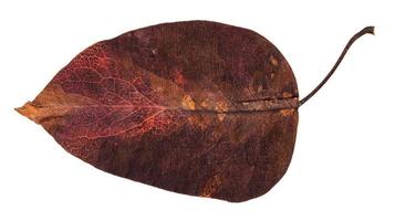 hoja de otoño rojo oscuro de manzano aislado foto