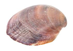 red brown shell of clam isolated on white photo