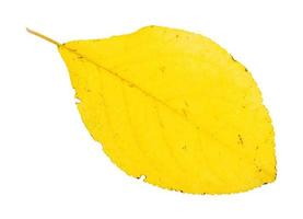 fallen yellow leaf of plum tree isolated photo