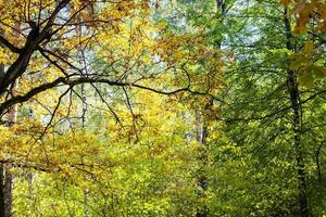 oak tree in dense forest in sunny october day photo