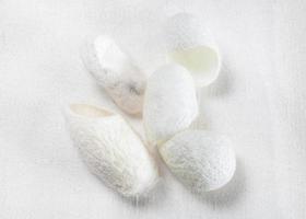 several natural silkworm cocoons on silk cloth photo