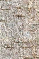 textured bark on trunk of rowan tree close up photo