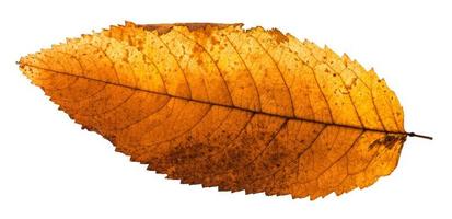 back side of autumn rotten leaf of ash tree photo