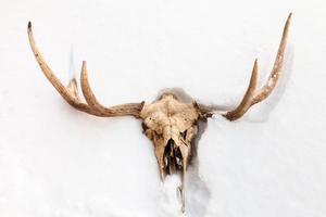 skull of young moose animal in white snow photo