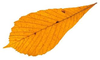 dried autumn leaf of horse chestnut tree isolated photo