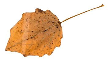 fallen brown leaf of aspen tree isolated photo